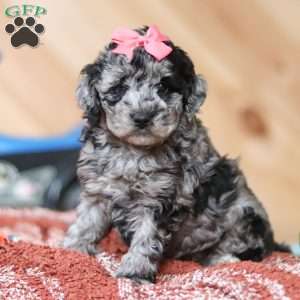 Caroline, Mini Bernedoodle Puppy